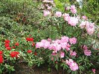 Spring flowers in the gardens.JPG